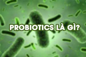 Probiotics là những vi khuẩn tốt, giúp hệ tiêu hóa xử lý thức ăn, duy trì sức khỏe chống lại bệnh tật