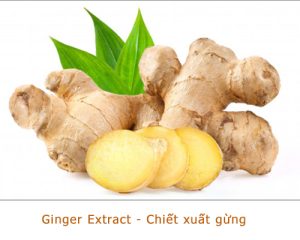 Ginger - Chiết xuất gừng