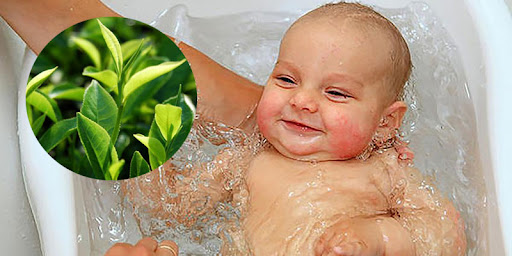 Các loại lá tắm cho trẻ sơ sinh cho trẻ sơ sinh được dân gian tin dụng và áp dụng rộng rãi 