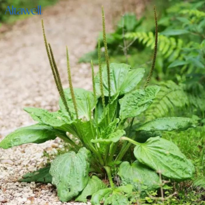 Lá mã đề - lá tắm sau sinh cho sản phụ